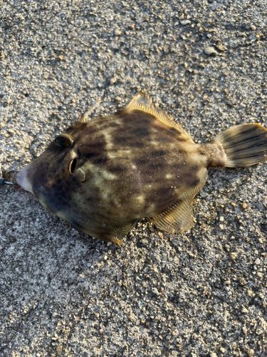 カワハギの釣果