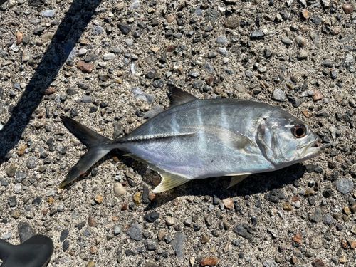 ギンガメアジの釣果