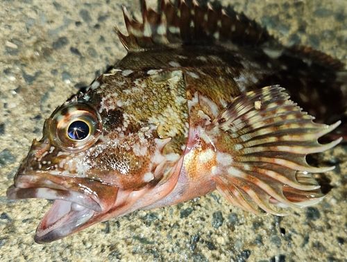 三陸海岸（宮城）