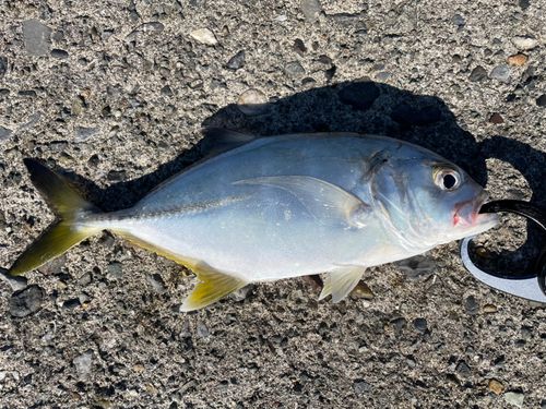 ギンガメアジの釣果