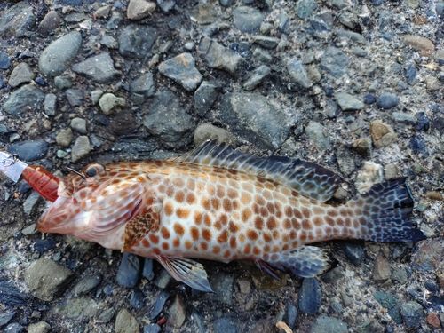 オオモンハタの釣果