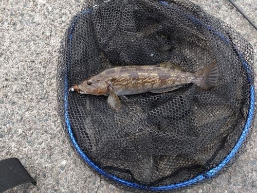 アイナメの釣果