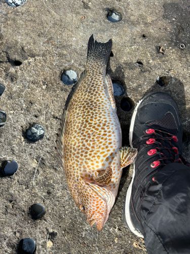 オオモンハタの釣果