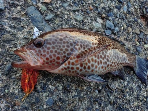オオモンハタの釣果