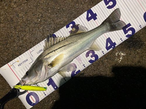 シーバスの釣果