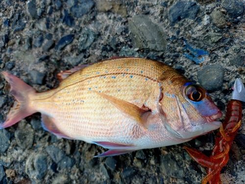 内浦湾（沼津）