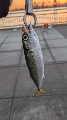 サバの釣果