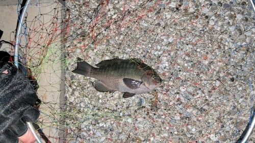 東京湾（アクアライン〜富津）