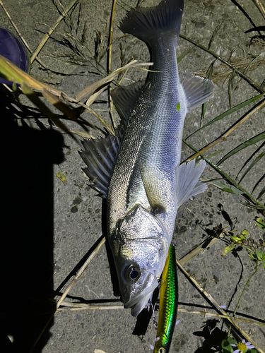 シーバスの釣果