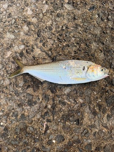 コノシロの釣果