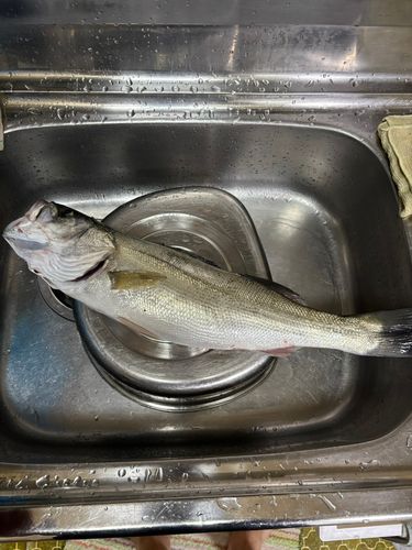 マルスズキの釣果