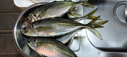 マアジの釣果