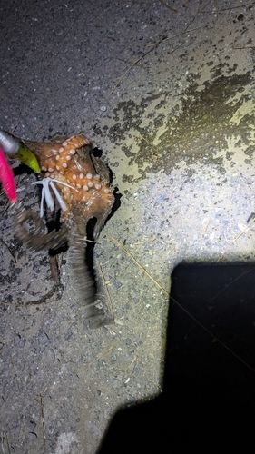 タコの釣果