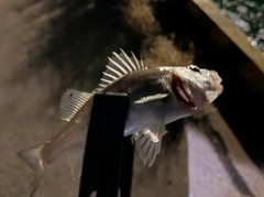 セイゴ（マルスズキ）の釣果