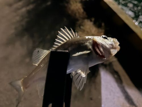 セイゴ（マルスズキ）の釣果