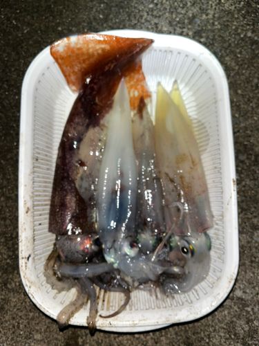 イカの釣果