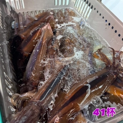 スルメイカの釣果