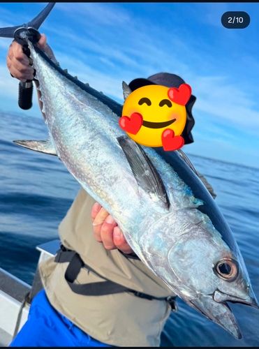 コシナガマグロの釣果