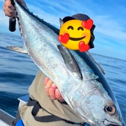 コシナガマグロ