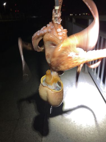 マダコの釣果