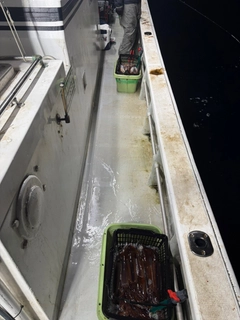 スルメイカの釣果