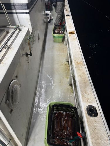 スルメイカの釣果