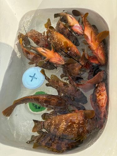 ヒラマサの釣果