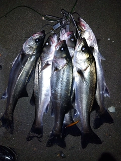 セイゴ（マルスズキ）の釣果