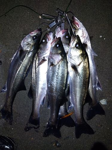 セイゴ（マルスズキ）の釣果