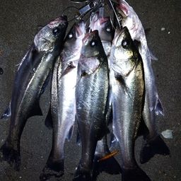 セイゴ（マルスズキ）