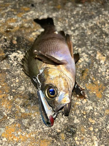 シロメバルの釣果
