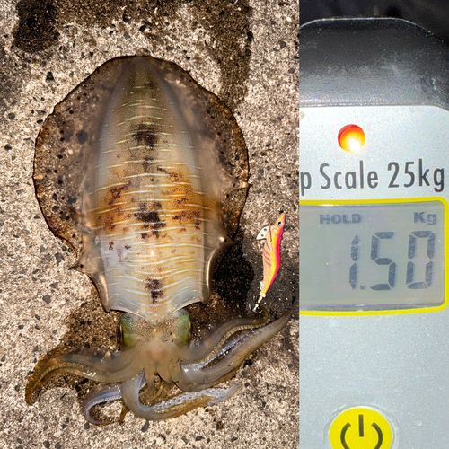 アオリイカの釣果