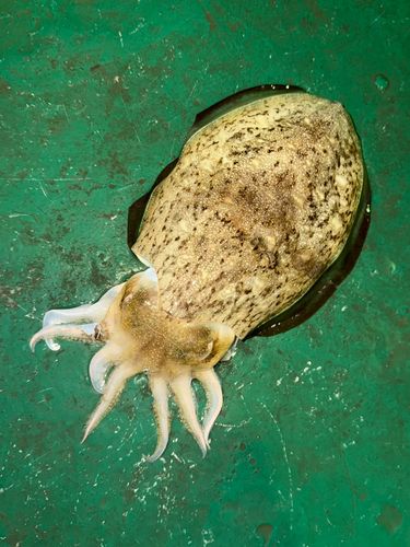 モンゴウイカの釣果