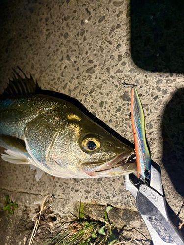 シーバスの釣果