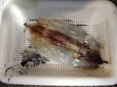 イカの釣果