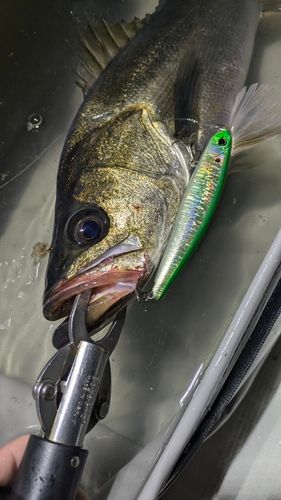 シーバスの釣果