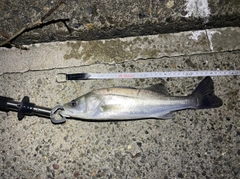 シーバスの釣果