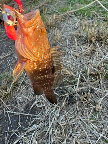 キジハタの釣果