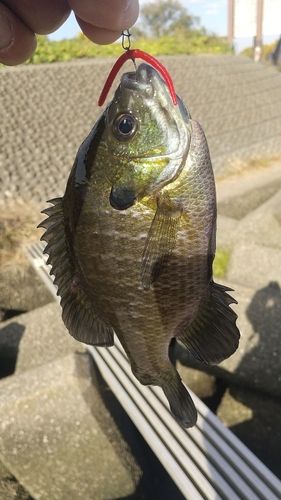 ブルーギルの釣果