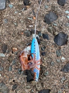 ヒイカの釣果