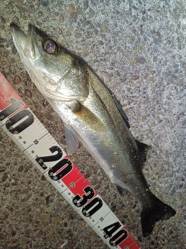 フッコ（マルスズキ）の釣果