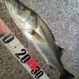 フッコ（マルスズキ）