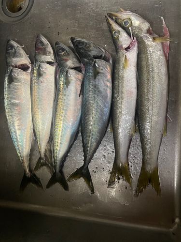 サバの釣果