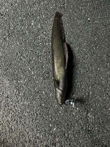 ナマズの釣果