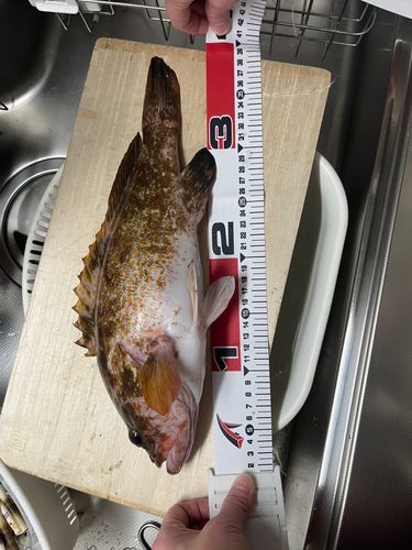 キジハタの釣果