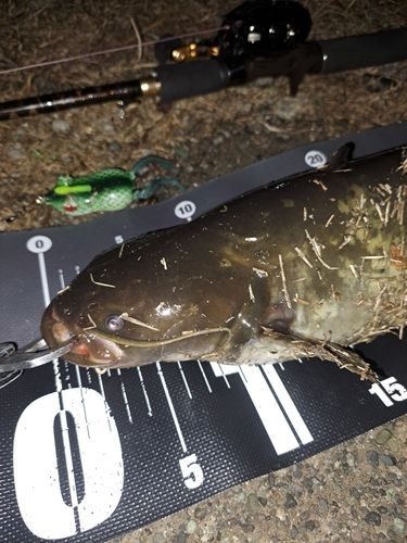 ナマズの釣果