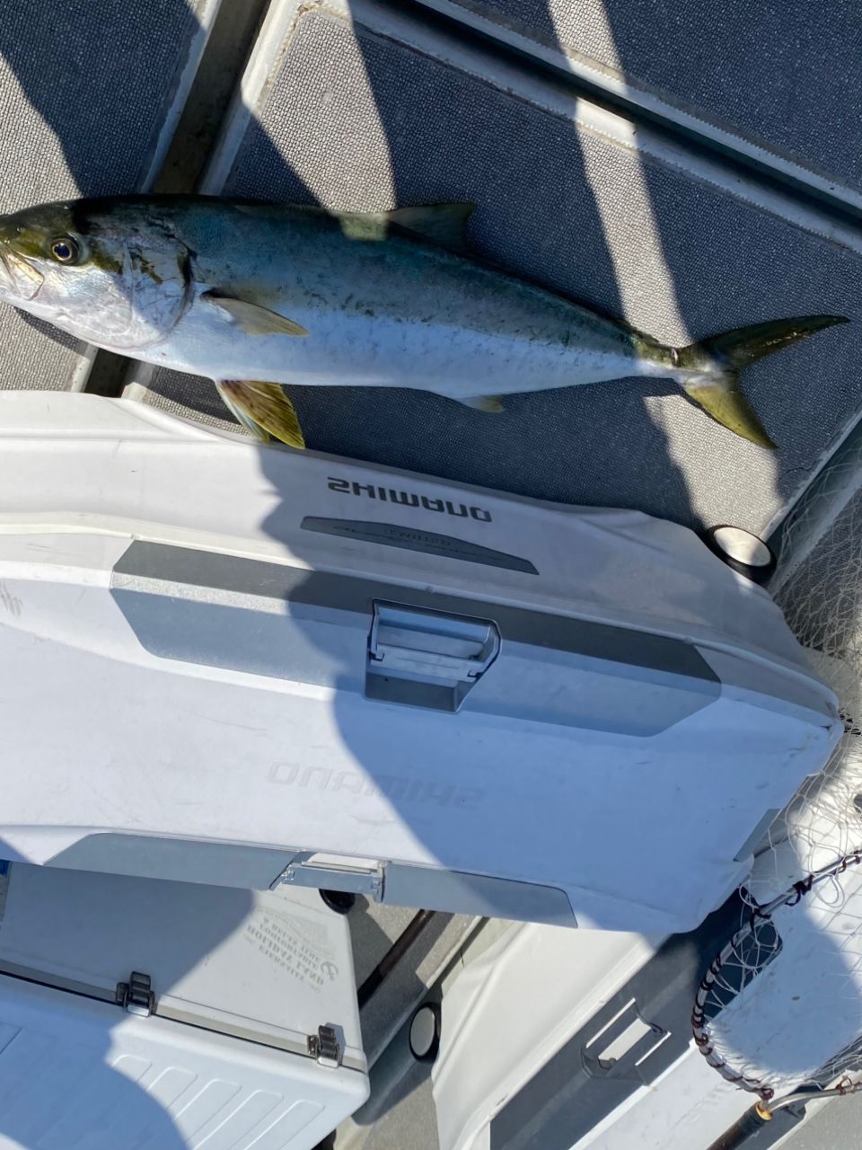 HSSEAWさんの釣果 1枚目の画像