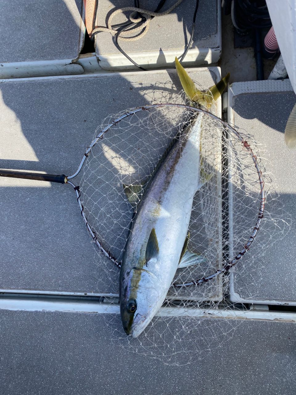 HSSEAWさんの釣果 3枚目の画像