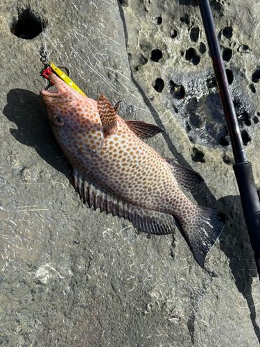 オオモンハタの釣果
