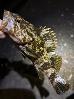 タケノコメバルの釣果